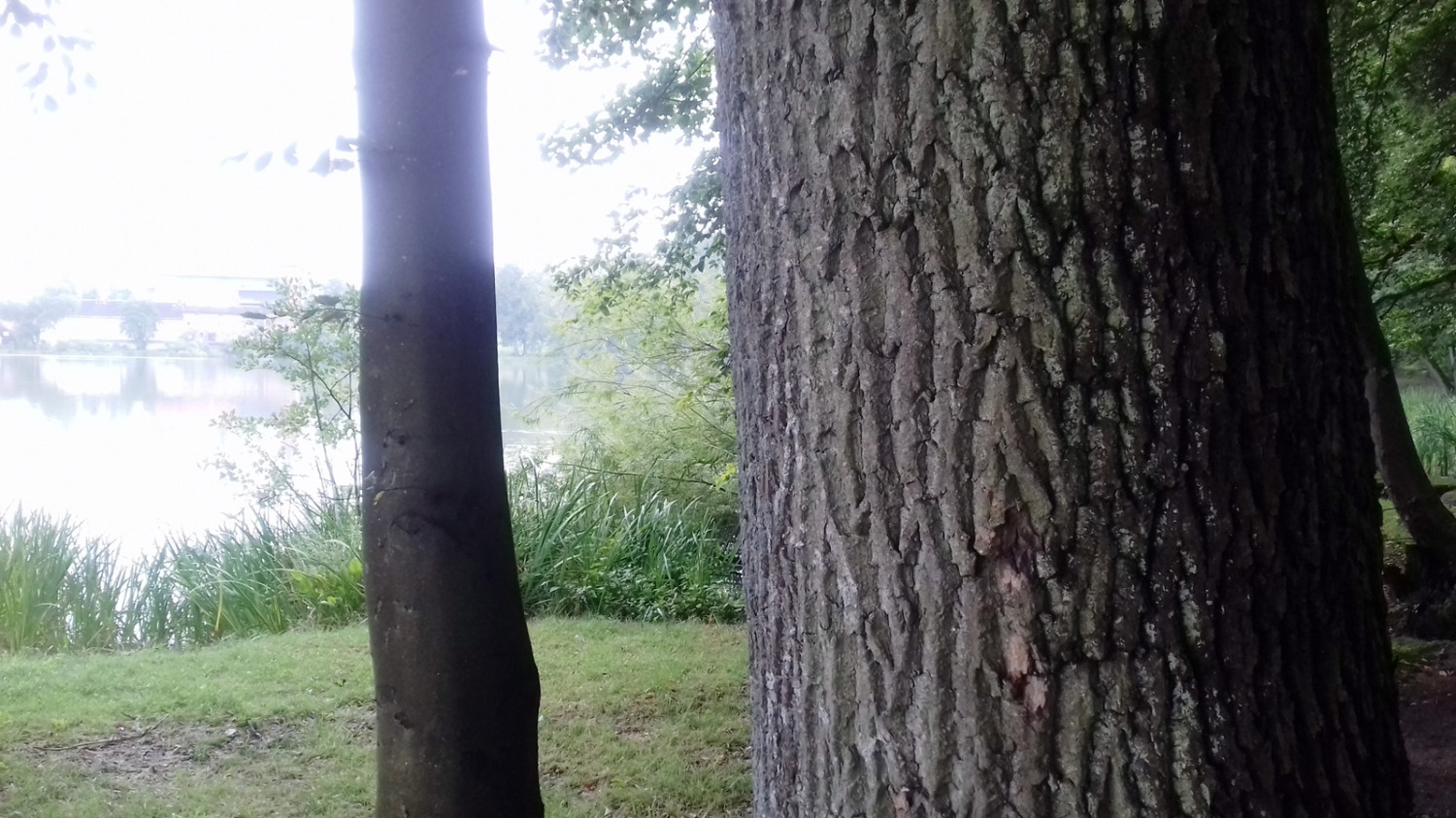 Jesion rosnący w Gaju Świętopełka w Kartuzach. Drzewo to ma charakterystyczną korę. fot. Nadleśnictwo Kartuzy