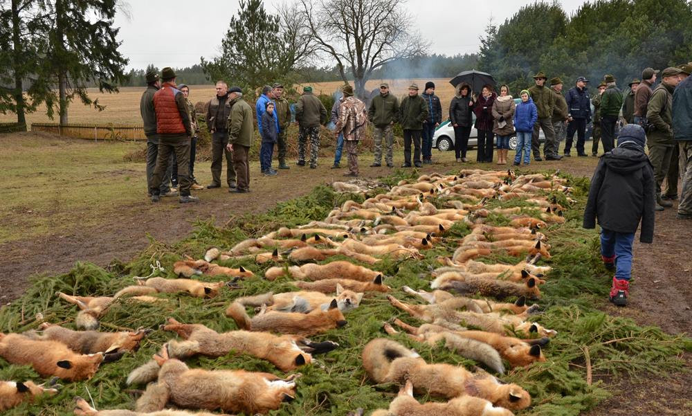 Pażęce. Myśliwi podsumowali polowanie na lisy i inne szkodniki