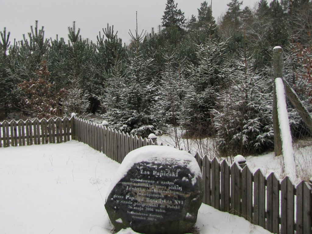 Leśne symbole: drzewa pamięci, miejsca historii. Są też w naszym nadleśnictwie