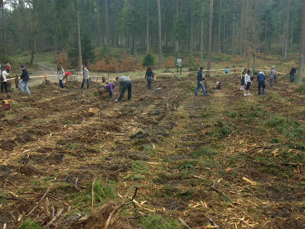 Leśne symbole: drzewa pamięci, miejsca historii. Są też w naszym nadleśnictwie