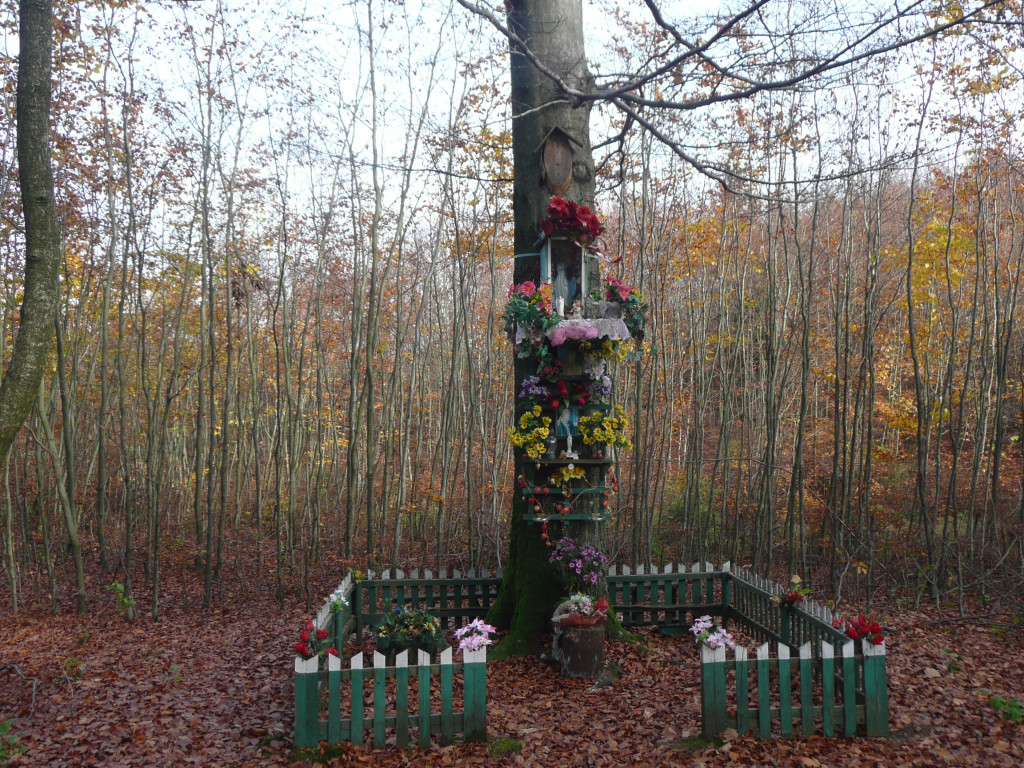 Leśne symbole: drzewa pamięci, miejsca historii. Są też w naszym nadleśnictwie