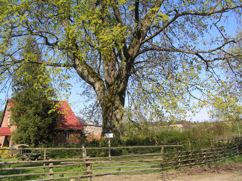 Leśne symbole: drzewa pamięci, miejsca historii. Są też w naszym nadleśnictwie