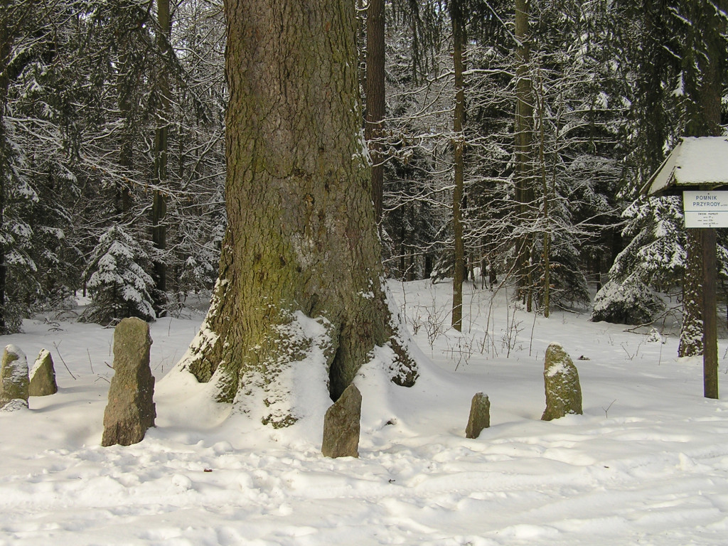 Leśne symbole: drzewa pamięci, miejsca historii. Są też w naszym nadleśnictwie