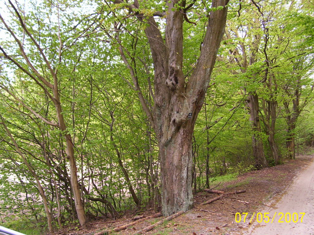 Leśne symbole: drzewa pamięci, miejsca historii. Są też w naszym nadleśnictwie