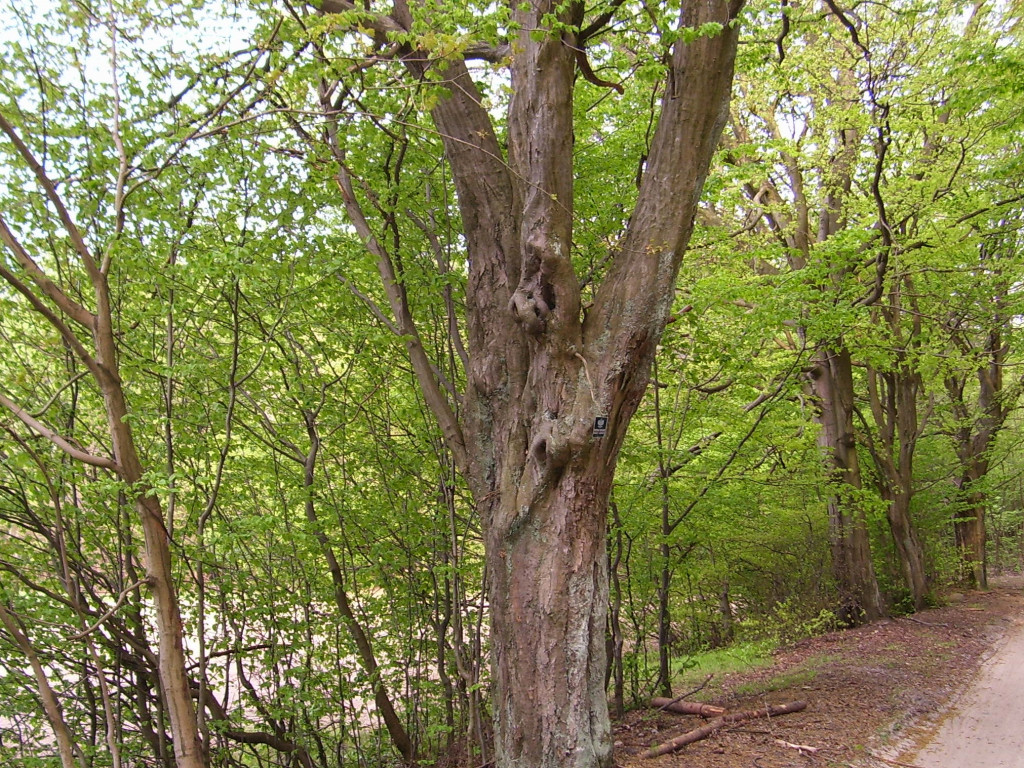 Leśne symbole: drzewa pamięci, miejsca historii. Są też w naszym nadleśnictwie