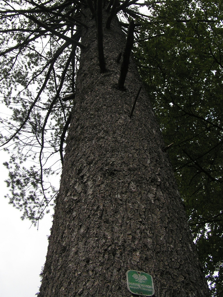 Leśne symbole: drzewa pamięci, miejsca historii. Są też w naszym nadleśnictwie