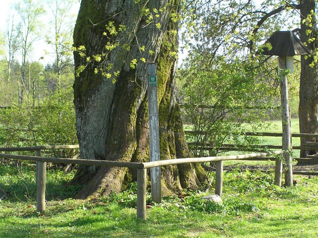 Leśne symbole: drzewa pamięci, miejsca historii. Są też w naszym nadleśnictwie