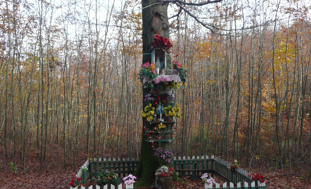 Leśne symbole: drzewa pamięci, miejsca historii. Są też w naszym nadleśnictwie