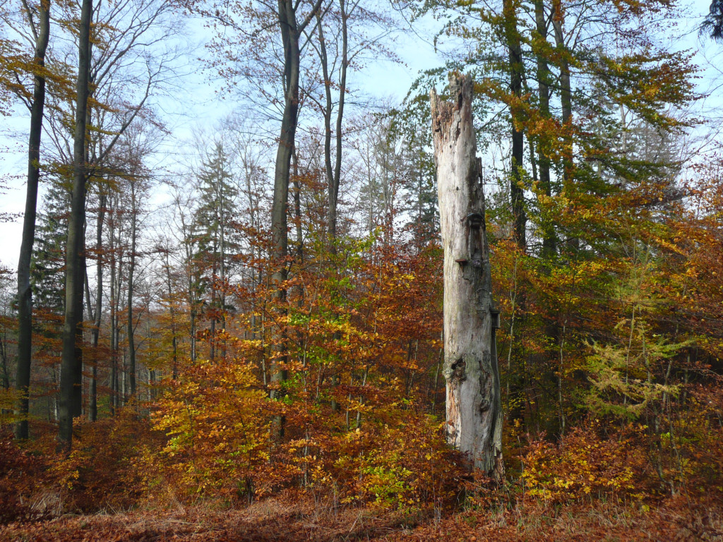 Leśne symbole: drzewa pamięci, miejsca historii. Są też w naszym nadleśnictwie