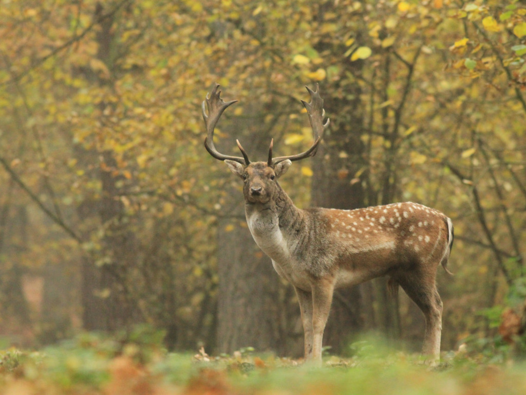 Kilkanaście godzin oczekuje na wymarzony kadr. 