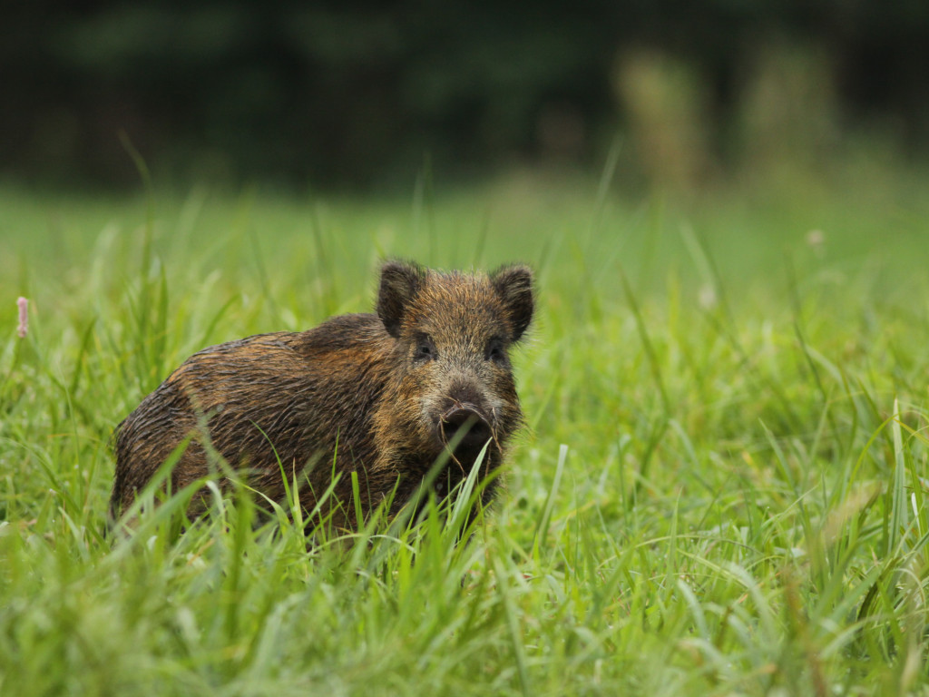 Kilkanaście godzin oczekuje na wymarzony kadr. 