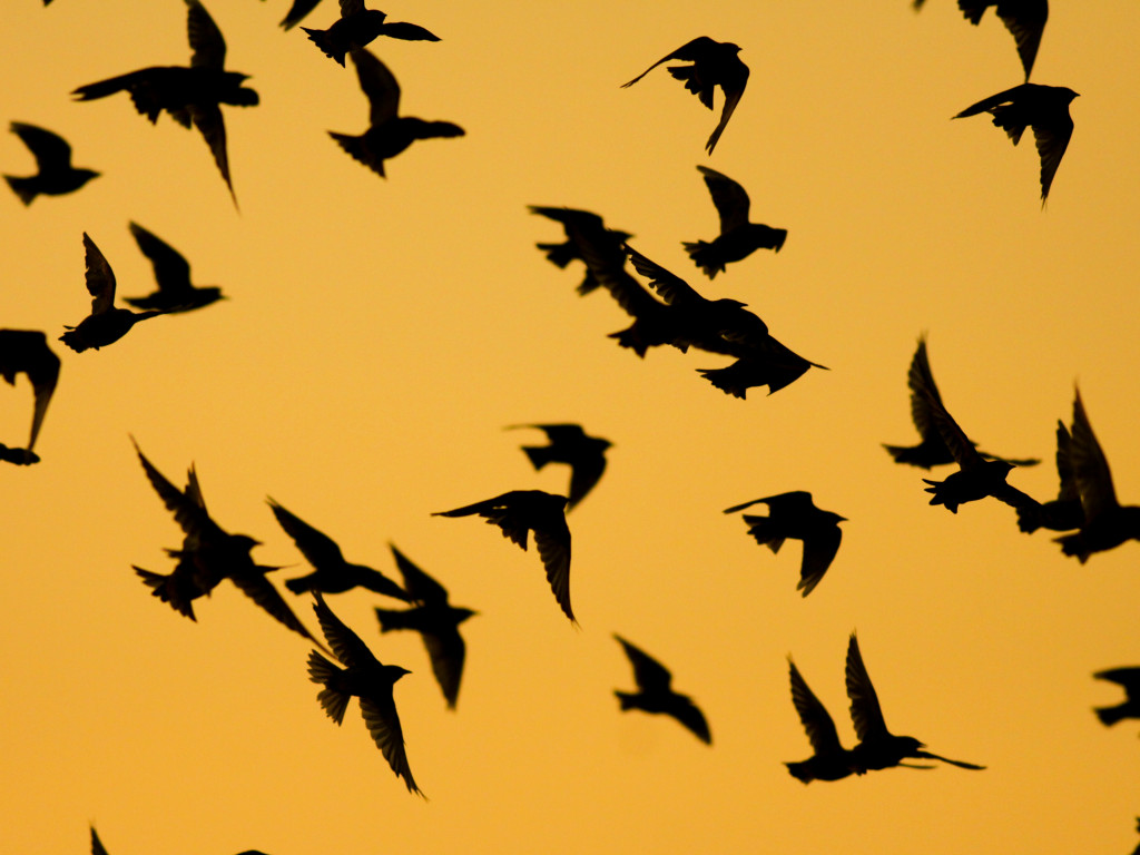 Kilkanaście godzin oczekuje na wymarzony kadr. 