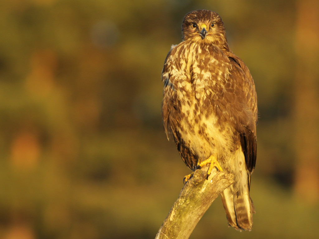 Kilkanaście godzin oczekuje na wymarzony kadr. 