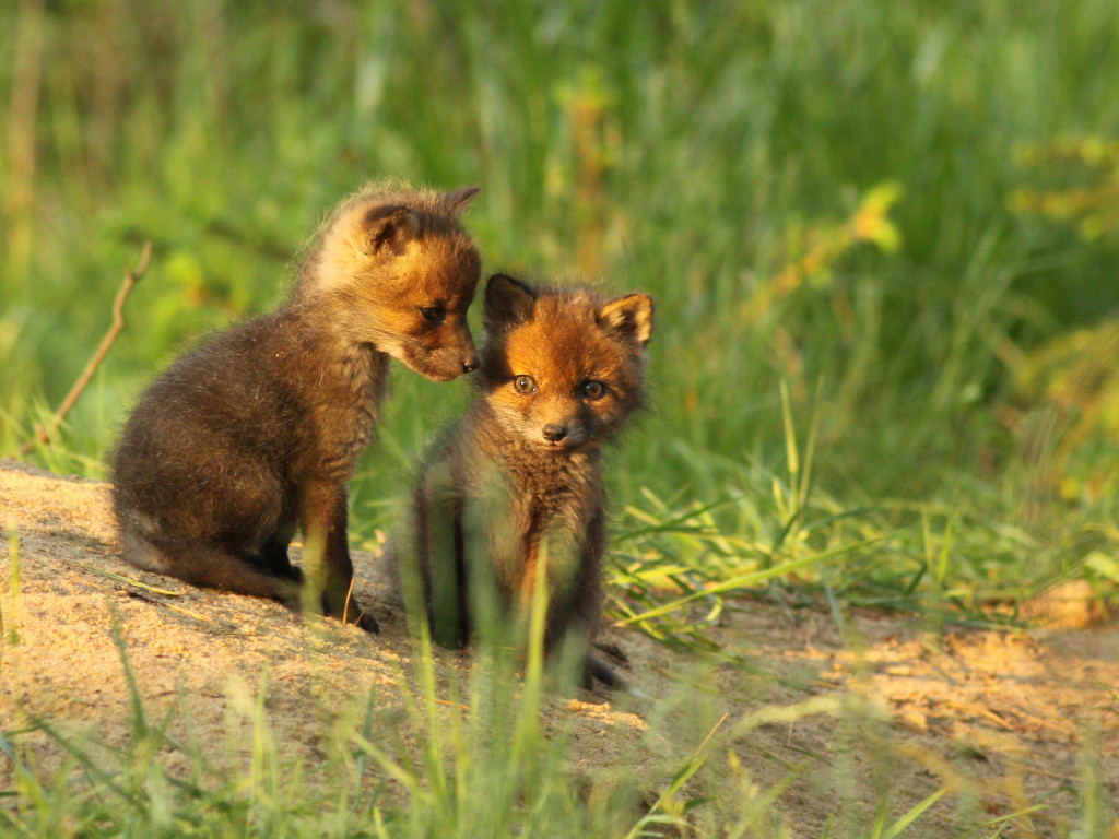 Kilkanaście godzin oczekuje na wymarzony kadr. 
