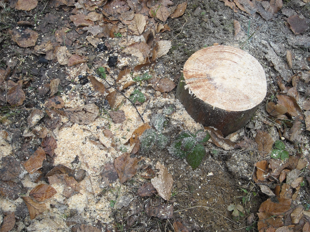Zuchwała kradzież w lesie. Odcięli i ukradli drewniane ławki, stoły i elementy płotu