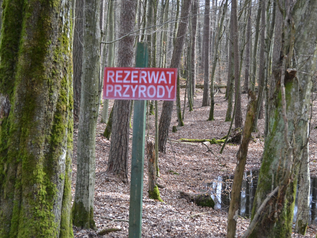 Ptaki śpiewają na całe gardło, zielenią się drzewa. Na tropie wiosny w kartuskich lasach