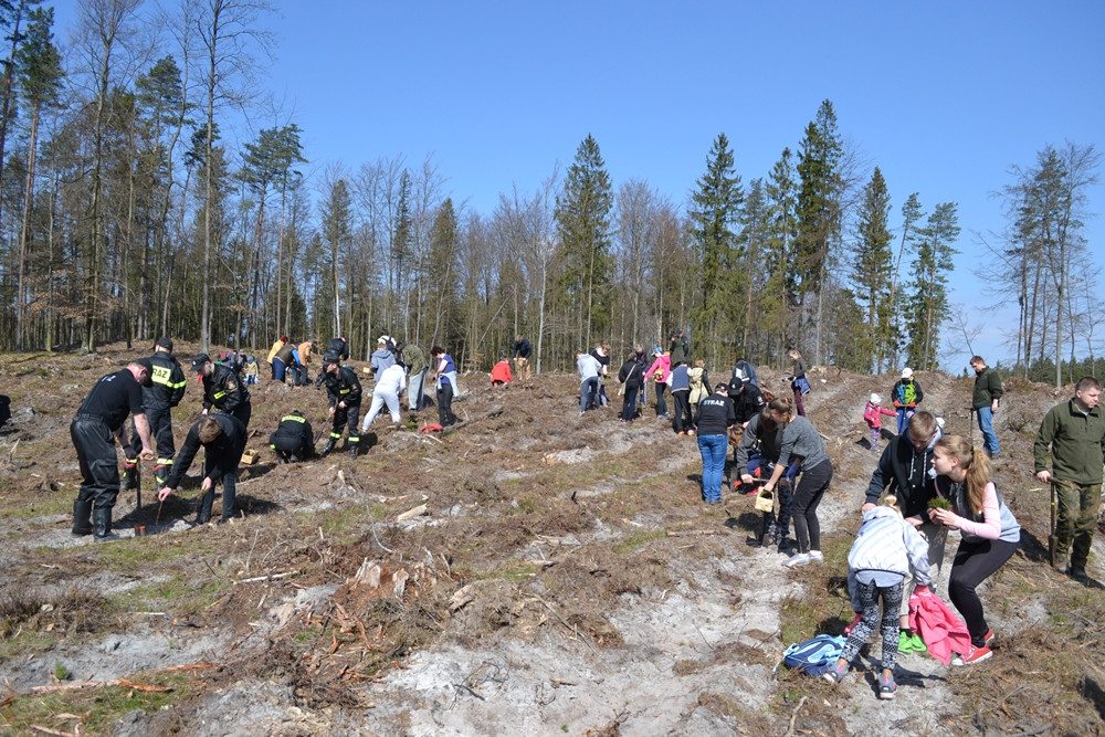 Prawie 200 osób posadziło kilka tysięcy młodych sosen w leśnictwie Bącka Huta