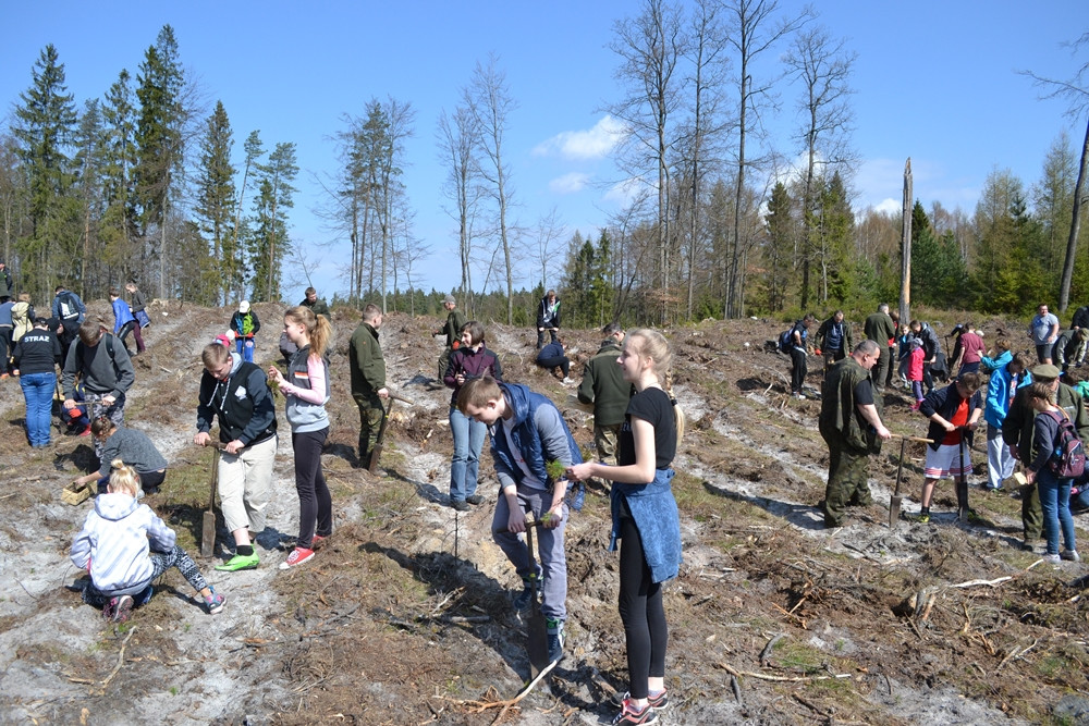 Prawie 200 osób posadziło kilka tysięcy młodych sosen w leśnictwie Bącka Huta