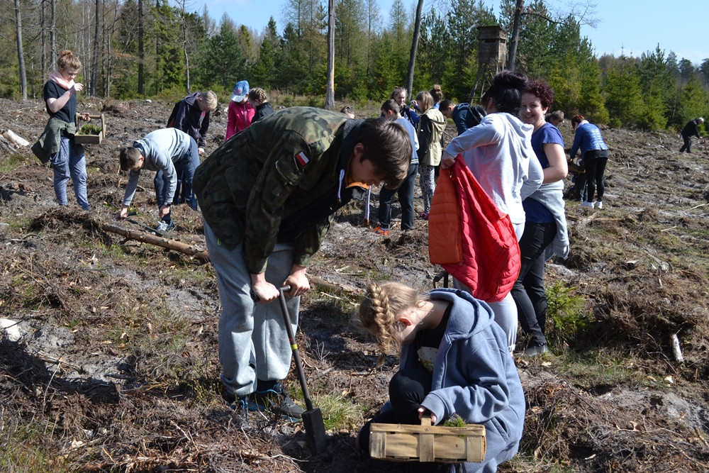 Prawie 200 osób posadziło kilka tysięcy młodych sosen w leśnictwie Bącka Huta