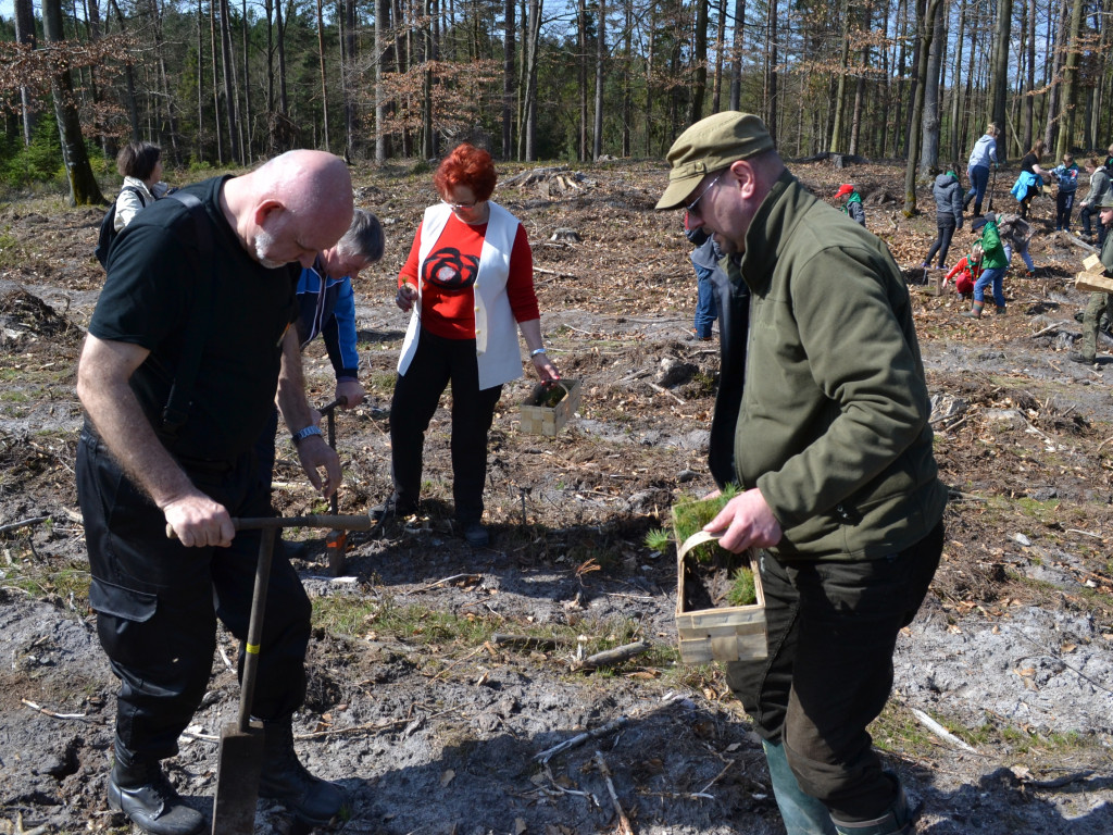 Prawie 200 osób posadziło kilka tysięcy młodych sosen w leśnictwie Bącka Huta