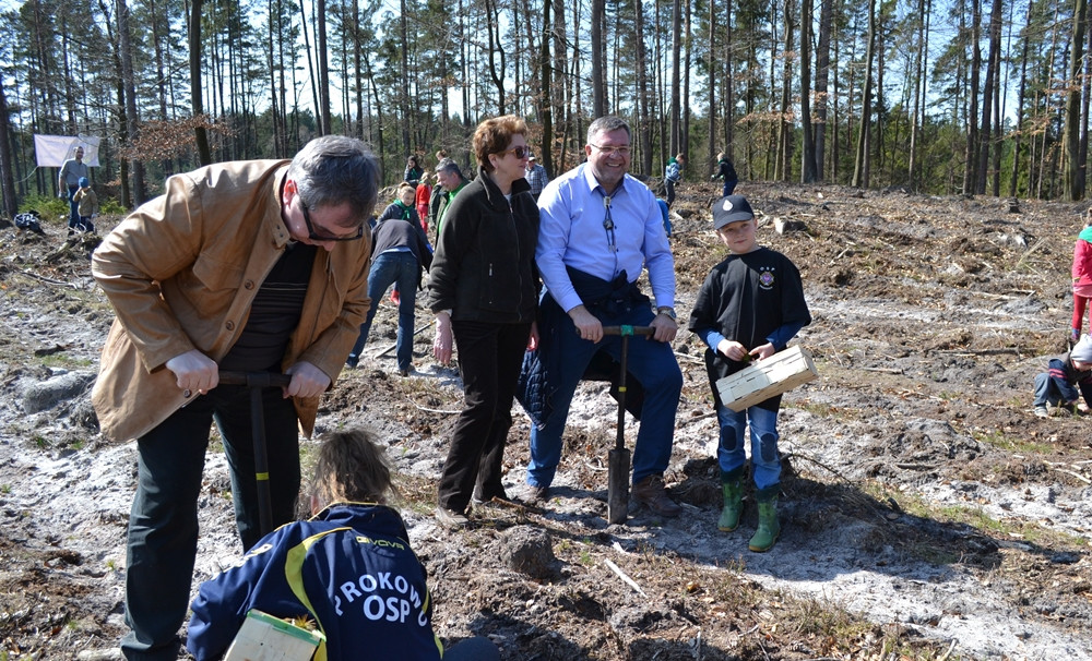 Prawie 200 osób posadziło kilka tysięcy młodych sosen w leśnictwie Bącka Huta