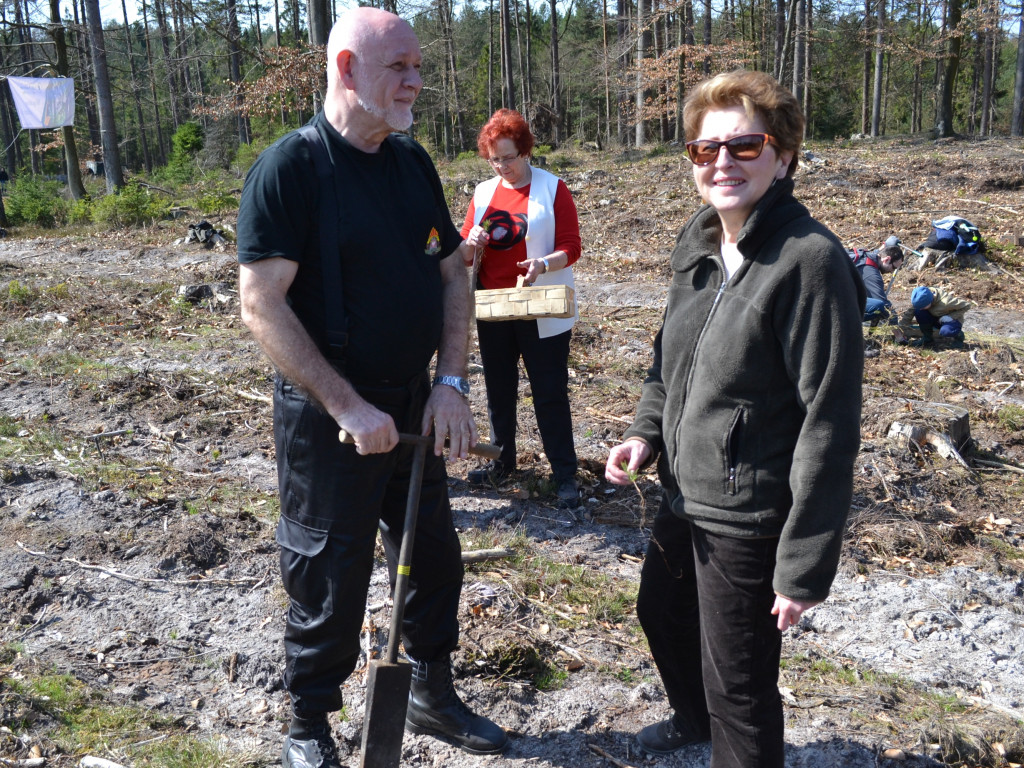 Prawie 200 osób posadziło kilka tysięcy młodych sosen w leśnictwie Bącka Huta