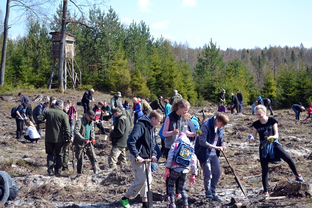 Prawie 200 osób posadziło kilka tysięcy młodych sosen w leśnictwie Bącka Huta