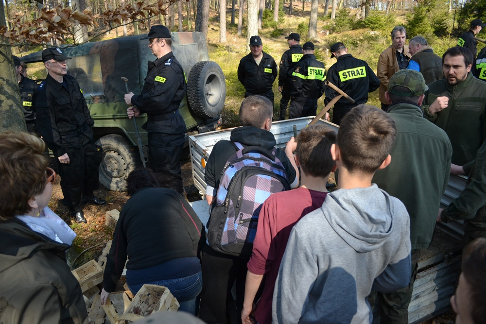 Prawie 200 osób posadziło kilka tysięcy młodych sosen w leśnictwie Bącka Huta