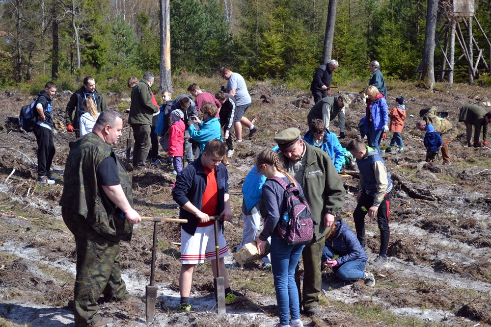 Prawie 200 osób posadziło kilka tysięcy młodych sosen w leśnictwie Bącka Huta