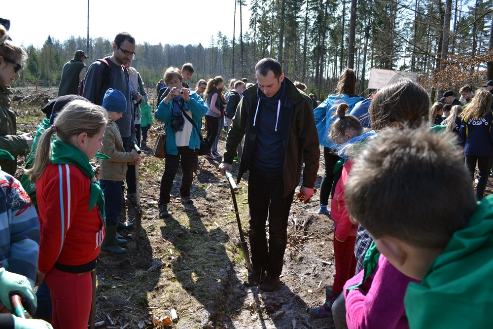 Prawie 200 osób posadziło kilka tysięcy młodych sosen w leśnictwie Bącka Huta