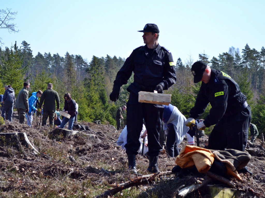 Prawie 200 osób posadziło kilka tysięcy młodych sosen w leśnictwie Bącka Huta