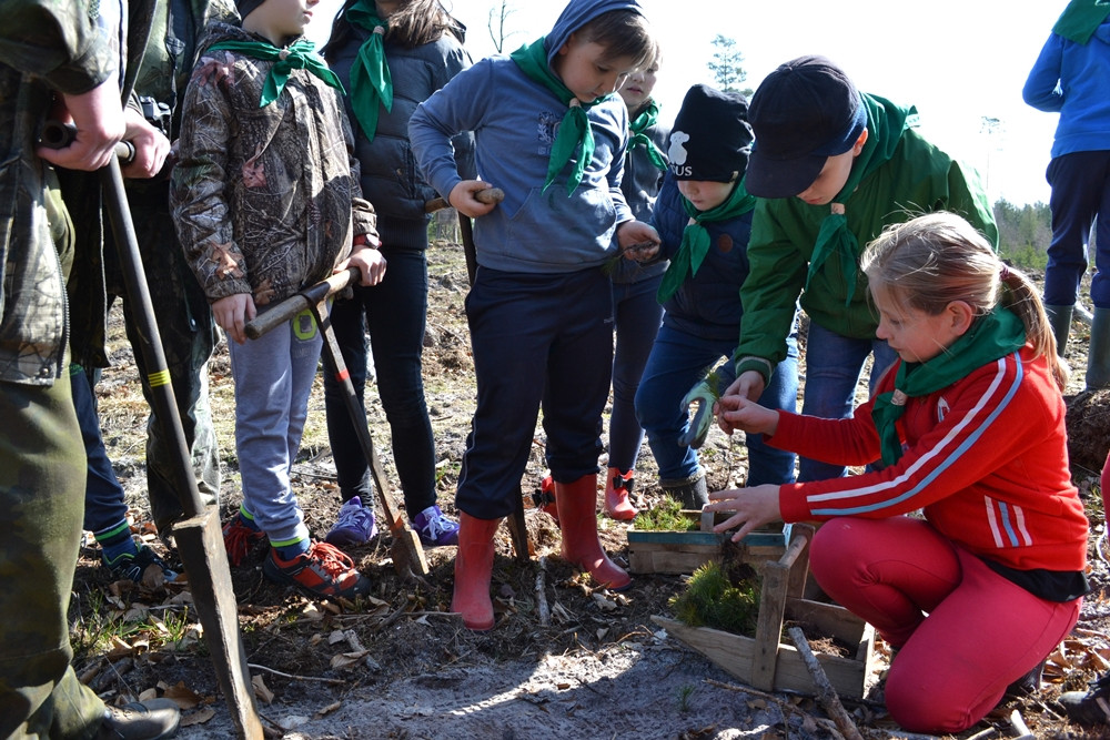 Prawie 200 osób posadziło kilka tysięcy młodych sosen w leśnictwie Bącka Huta