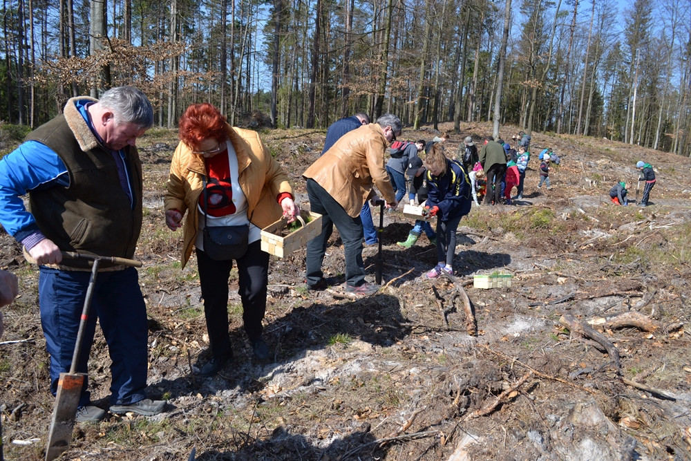 Prawie 200 osób posadziło kilka tysięcy młodych sosen w leśnictwie Bącka Huta