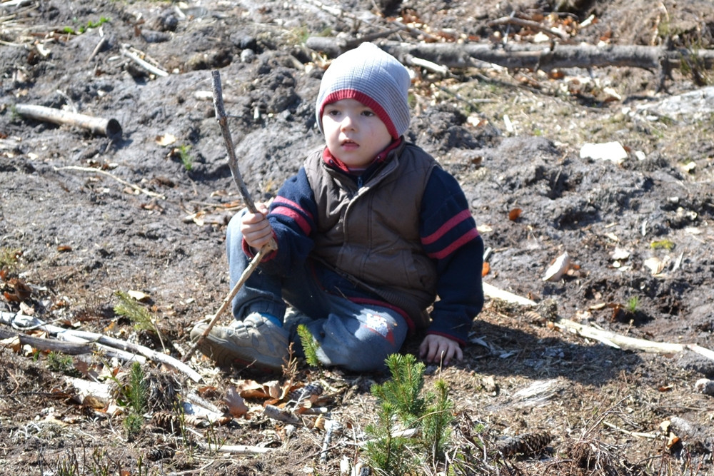 Prawie 200 osób posadziło kilka tysięcy młodych sosen w leśnictwie Bącka Huta