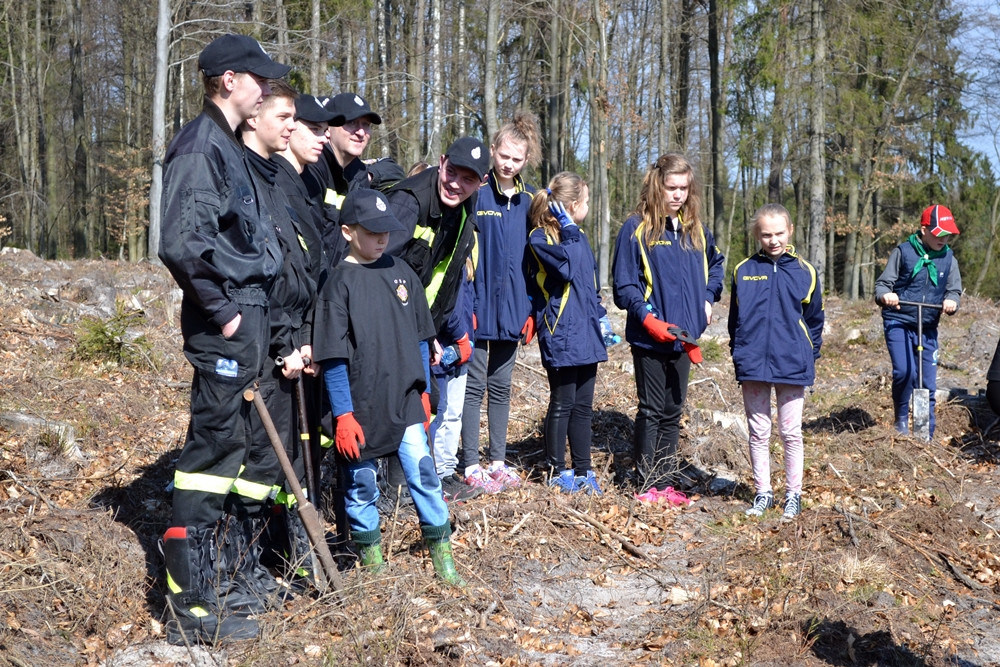 Prawie 200 osób posadziło kilka tysięcy młodych sosen w leśnictwie Bącka Huta