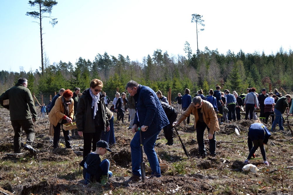 Prawie 200 osób posadziło kilka tysięcy młodych sosen w leśnictwie Bącka Huta