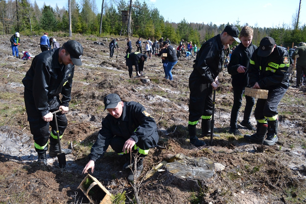 Prawie 200 osób posadziło kilka tysięcy młodych sosen w leśnictwie Bącka Huta