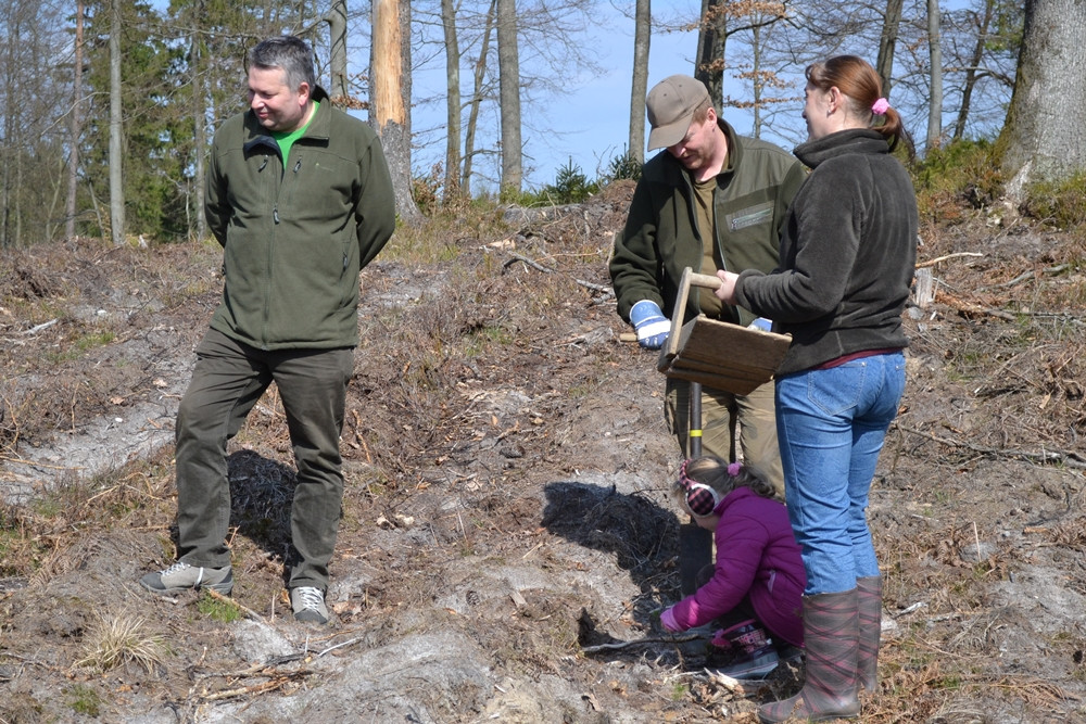 Prawie 200 osób posadziło kilka tysięcy młodych sosen w leśnictwie Bącka Huta