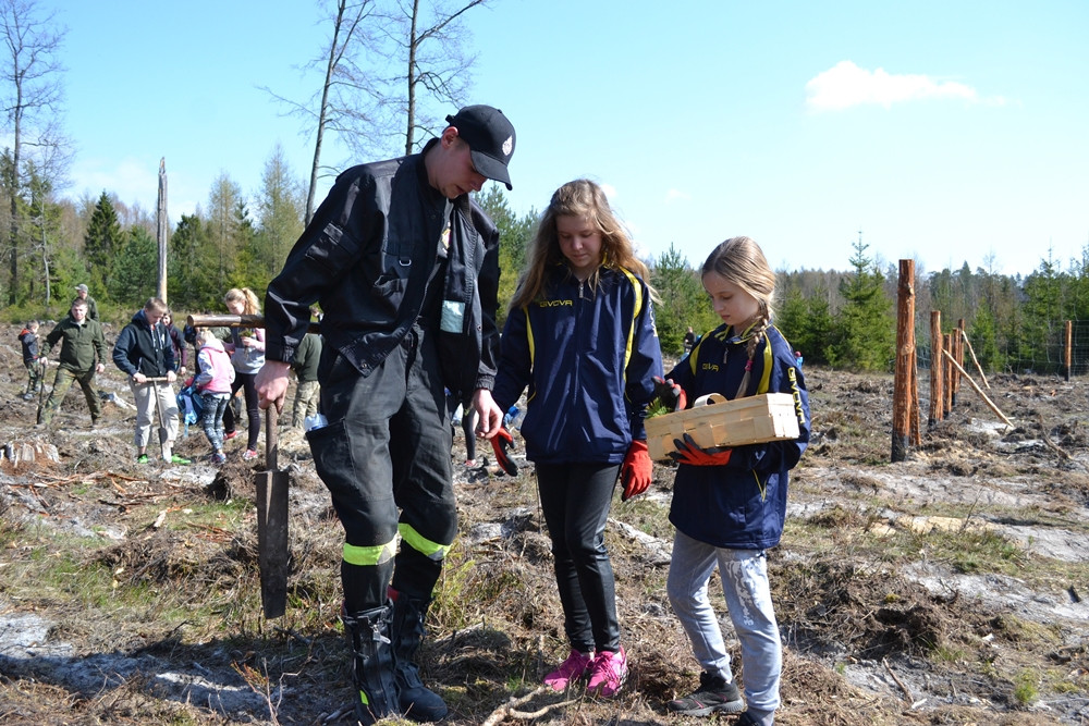 Prawie 200 osób posadziło kilka tysięcy młodych sosen w leśnictwie Bącka Huta