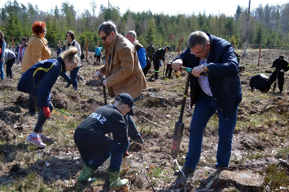 Prawie 200 osób posadziło kilka tysięcy młodych sosen w leśnictwie Bącka Huta