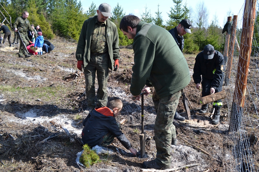 Prawie 200 osób posadziło kilka tysięcy młodych sosen w leśnictwie Bącka Huta