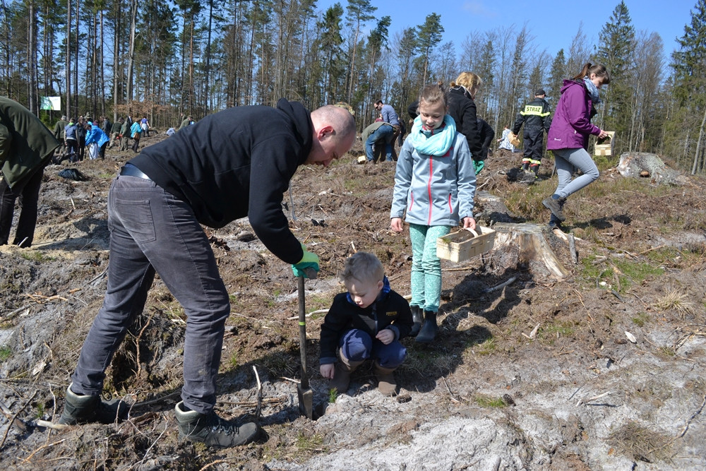 Prawie 200 osób posadziło kilka tysięcy młodych sosen w leśnictwie Bącka Huta