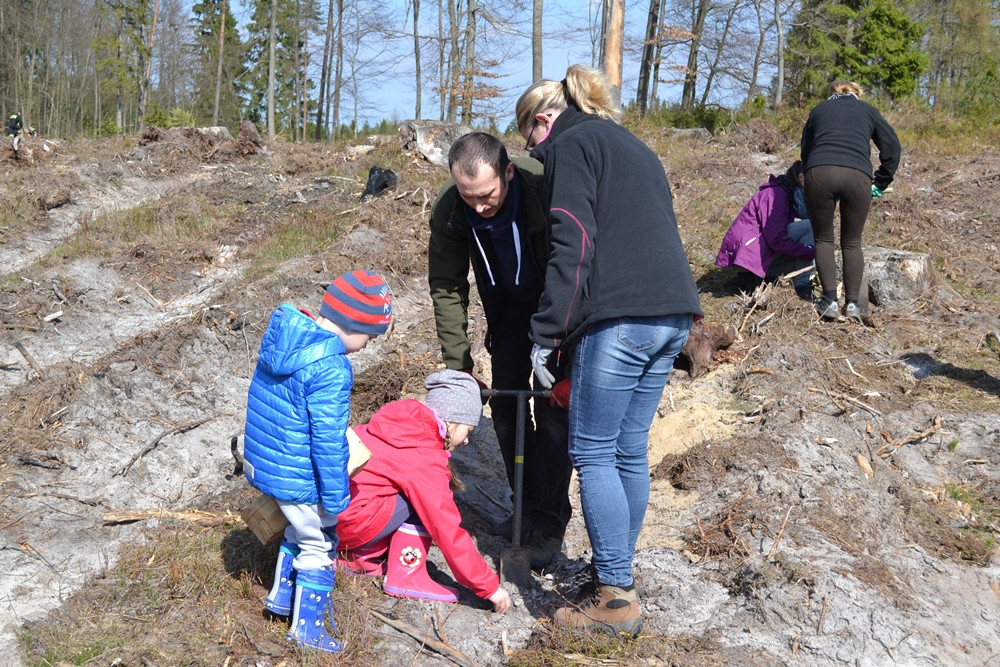 Prawie 200 osób posadziło kilka tysięcy młodych sosen w leśnictwie Bącka Huta