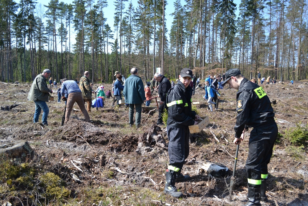 Prawie 200 osób posadziło kilka tysięcy młodych sosen w leśnictwie Bącka Huta