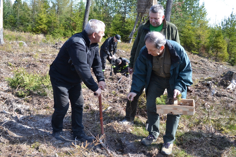 Prawie 200 osób posadziło kilka tysięcy młodych sosen w leśnictwie Bącka Huta