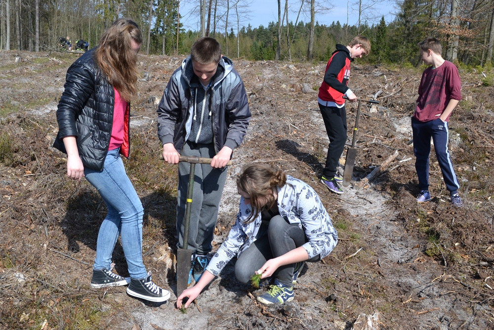Prawie 200 osób posadziło kilka tysięcy młodych sosen w leśnictwie Bącka Huta