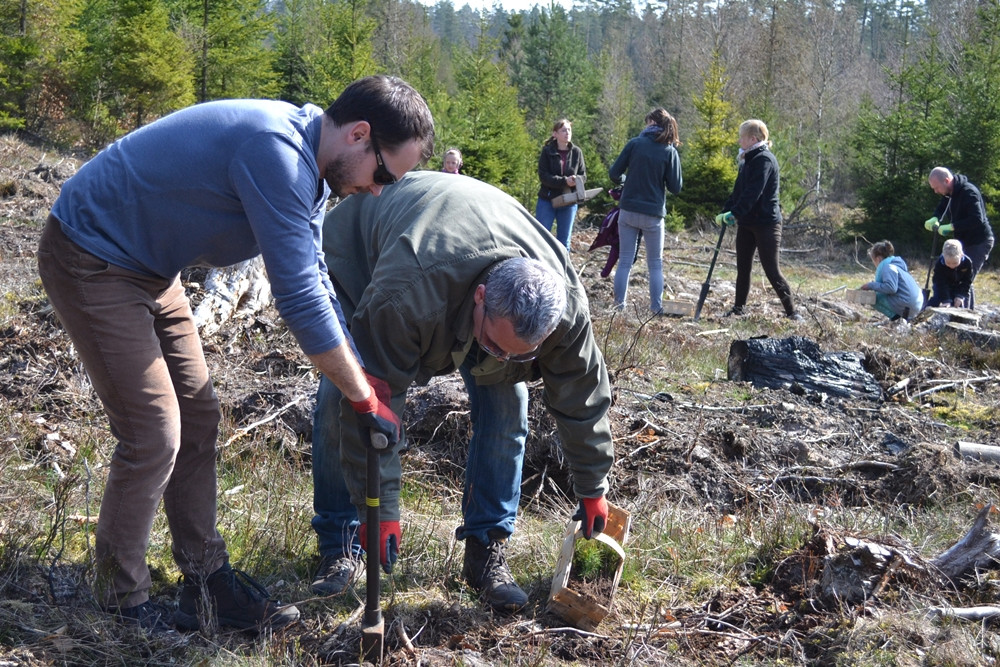 Prawie 200 osób posadziło kilka tysięcy młodych sosen w leśnictwie Bącka Huta