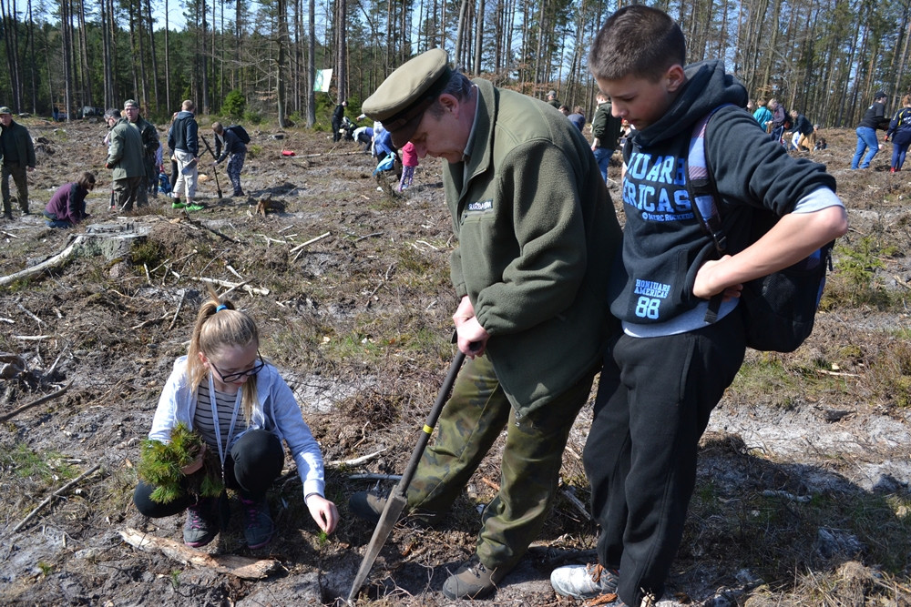 Prawie 200 osób posadziło kilka tysięcy młodych sosen w leśnictwie Bącka Huta