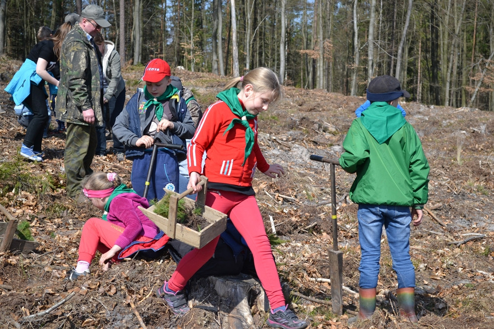 Prawie 200 osób posadziło kilka tysięcy młodych sosen w leśnictwie Bącka Huta