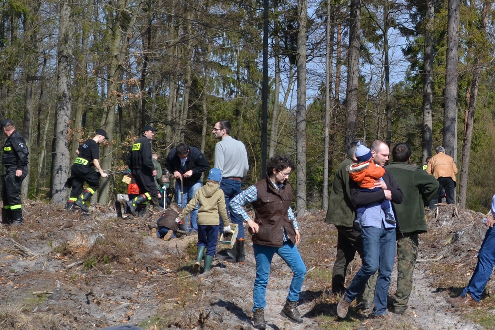 Prawie 200 osób posadziło kilka tysięcy młodych sosen w leśnictwie Bącka Huta